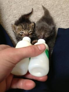 A fond childhood memory is feeding my baby kittens that I would find!