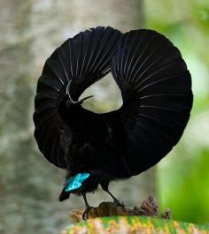Victoria’s Riflebird (Ptiloris victoriae), also known as Duwuduwu to the local Aboriginal people, is a bird of paradise endemic to the Atherton Tableland region of northeastern Queensland, Australia where it resides year-round. The smallest riflebird, it measures between 23–25 cm. The call is a loud “yaars”. They eat insects, as well as fruits, some which they peel by holding the fruit with one foot and removing the skin with their bill.    (photo by Caters News Agency)
