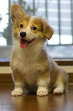 Beautiful Corgi Puppy!