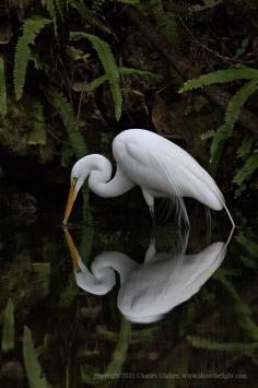 Great Egret  beautiful mirror image