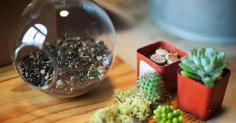 
                    
                        diy-projects-terrarium-kids-crafts
                    
                