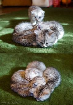 Kitten pile!