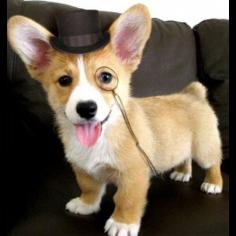 Dogs with #Easter bunny-worthy ears. #pets So cute!