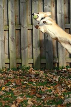 Corgi Air! | Sian, cutie-pie of Wendt worth Pembroke Welsh Corgis, via Corgi Addict