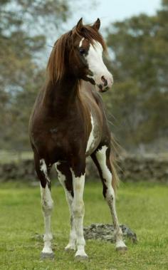 
                    
                        Fenwick Orion, purebred Arabian stallion
                    
                