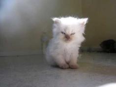 
                    
                        angry-cat-2
                    
                