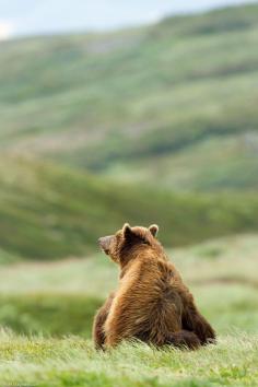 creatures-alive:  Thinker Bear by Raffi Maghdessian