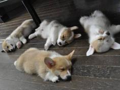 baby corgis~