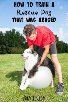 How To Train A Rescue Dog That was abused