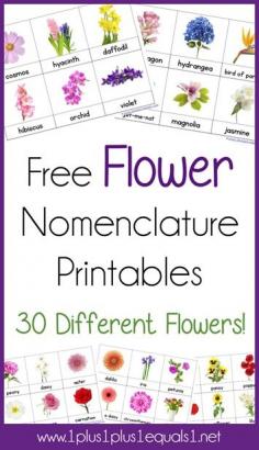 
                    
                        Flower Nomenclature Printables ~ Free Montessori Printables
                    
                