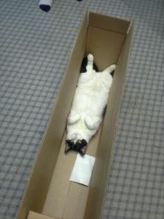 Too funny- cat love- 'somebody got a new box'...