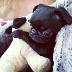 Cute baby pug