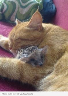 7 Cats With Their Special Friends