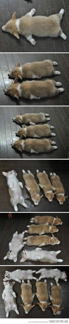 All the little puppies sleeping in a row..