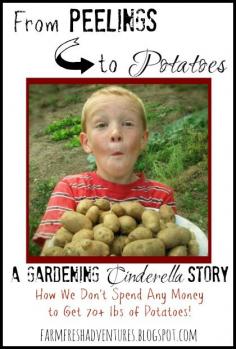 
                    
                        How You Can Grow Potatoes for Free! #growpotatoes #potatoes #gardening #frugal
                    
                