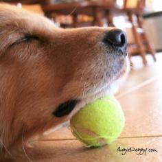 How to make sure no one steals your ball while you nap! Pet Photography / Dog / Golden Retriever