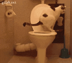 23 Signs Your Cat Actually Owns You - toilet paper cat