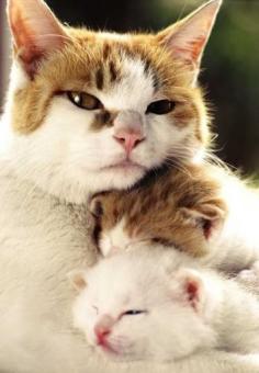 animal mothers love | Mother’s Love | Cute of Animals :D – The Cutest Photos, Videos and ...