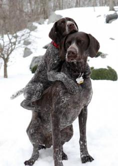 GSP - puppy love and cold feet!