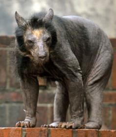 Shaved bears are the scariest things I have ever seen. | #entertaining | #scary | #horrifying | #shaved | #bears | #gargoyle | #monster