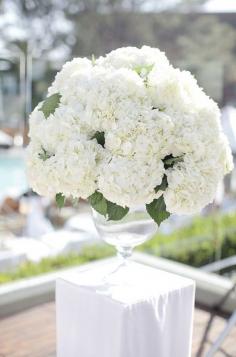 
                    
                        This beautiful floral arrangement of hydrangeas is sure to take anyone’s breath away. #whiteweddingflowers
                    
                