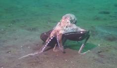 
                    
                        Incredible Octopus Behavior! This is incredible! :)
                    
                
