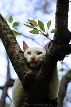 not only a great shot of this cat in the tree but this white cat has bi-colored eyes