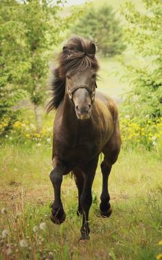 Iceland Horse Stallion beautyful