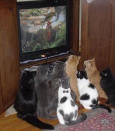 Funny Pictures, Funny jokes and so much more | Jokideo | Funny cats watching tom and jerry | http://www.jokideo.com