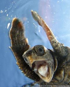 sea turtle  #animal