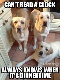 Our three yellow labs get confused by day light savings time!  SO TRUE!