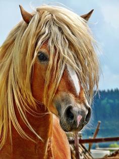 Breton horse - The most common draft horse found in France, the Breton comes from Brittany and is ideal for heavy farm and agriculture work.