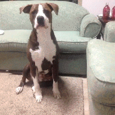Really Funny Dog (gif) | Aw! this gets funnier every time