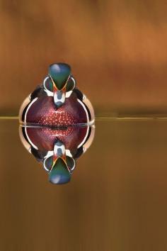 The wood duck ...Andre Villeneuve