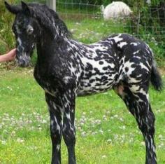 Mystic Warrior as a baby, now he is huge! Appy fresian stallion cross, his color is opposite of the picture now! Google him, you will not belive your eyes!
