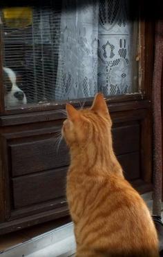 Orange tabby cat - outside window, looking at dog