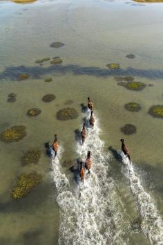 www.pegasebuzz.com | Equestrian photography : Wild Horses of Shackleford Banks by Brad Styron