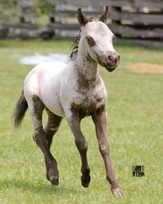 Few Spot appy (or is it a near leopard) Rare colored horses!