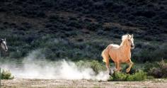 Image: Free-roaming mustang horses roam outside of Rock Springs, Wyoming, near Highway 430 on May 26, 2014. (© Leigh Vogel/Corbis)