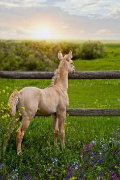 #Horse, #Horses, #Foal, #Foals, #Animal, #Animals, #Photography