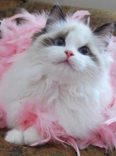 Pink fluffy cat...