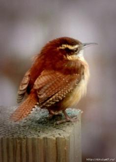 House Wren.    I think this is really a Carolina Wren.