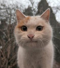 This cat's face is so cute!