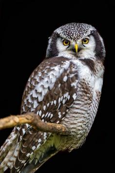 northern hawk owl