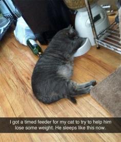 Time feeder. Fat cat. Sleeping in food bowl.
