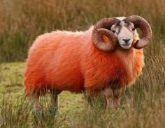 Red Sheep of Scotland,,,genetically engineered to get  the red coat.