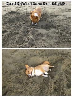 Corgi at the beach…that is the face of a happy dog