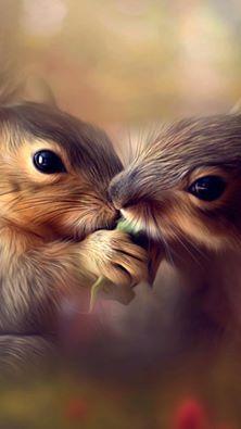 squirrels sharing