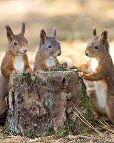 Squirrel meeting ..