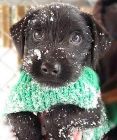 puppy eyes + sweater + snow = adorable